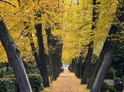 Freidhof Sophien Cemetery