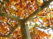 Tree along the Spree