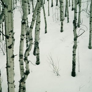 Aspen Trees, Aspen