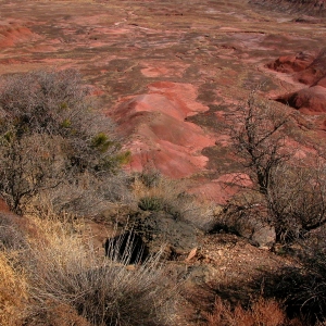 Petrified Desert