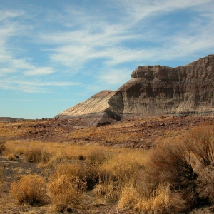 Petrified Desert