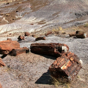 Petrified Forest Desert