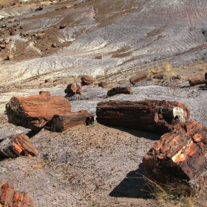 Petrified Forest Desert