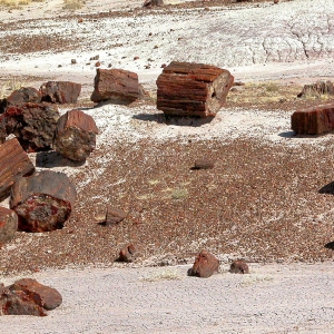 Petrified Forest Desert