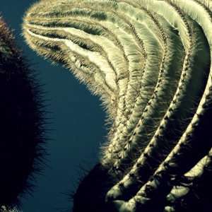 Saguaro, Phoenix