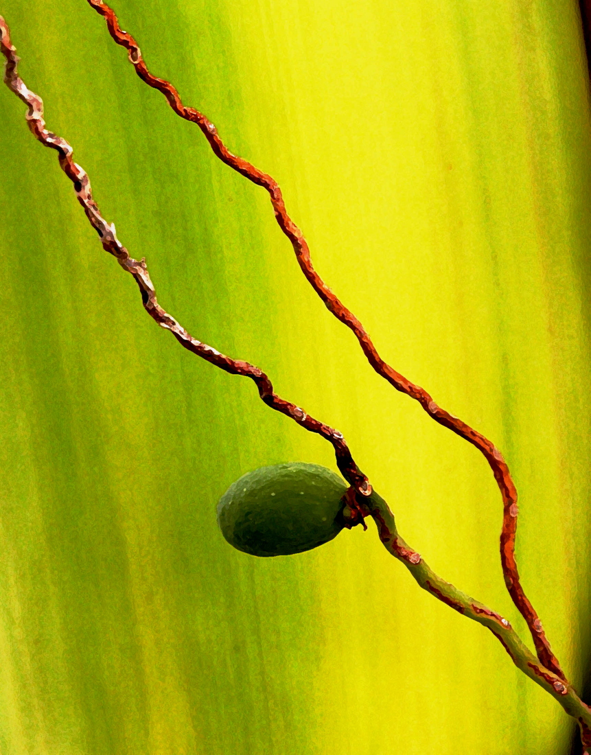 Palm Seed