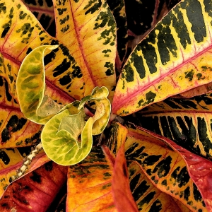 Croton