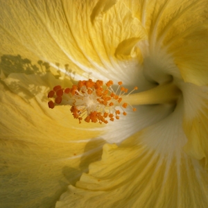 Hibiscus