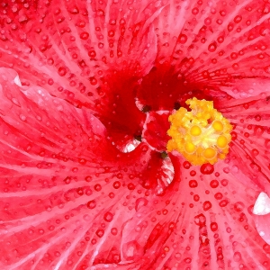 Hibiscus