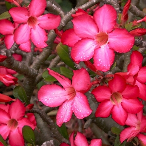 Desert Rose