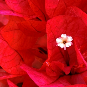 Bougainvillea