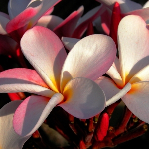 Plumeria