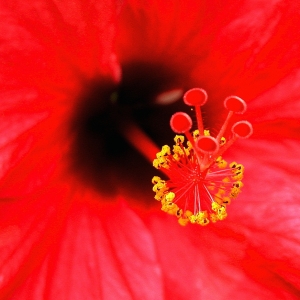 Hibiscus