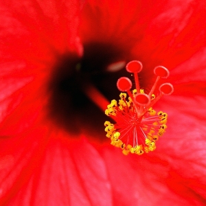 Hibiscus