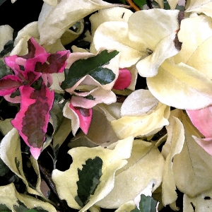 Bougainvillea