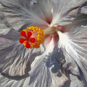 Hibiscus