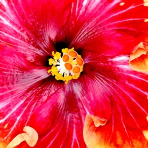 Hibiscus