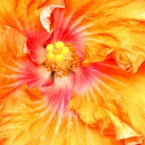 Hibiscus