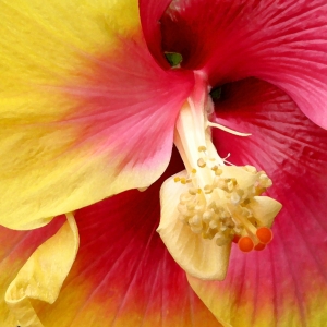 Hibiscus