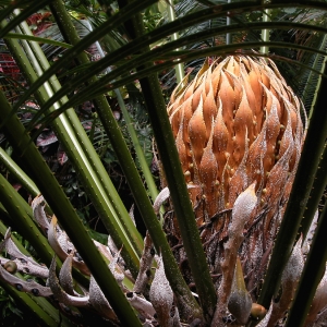 Palm Tree