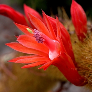 Cactus Flower