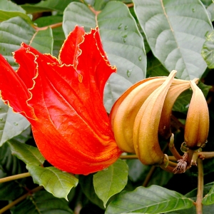 Tulip Tree