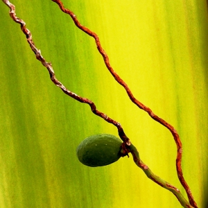 Palm Seed
