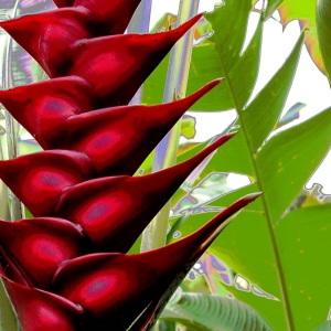 Heliconia