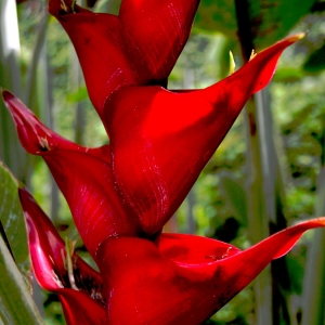 Heliconia