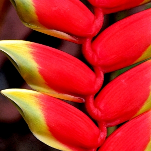 Heliconia