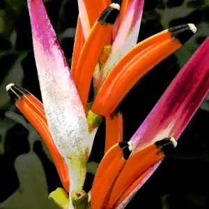 Heliconia