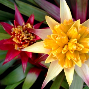 Bromeliad
