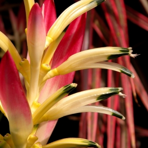 Heliconia