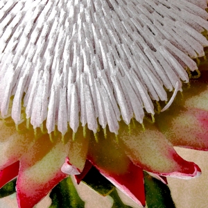 Protea
