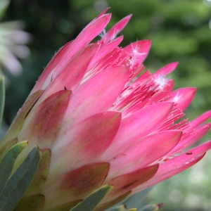 Cactus Flower
