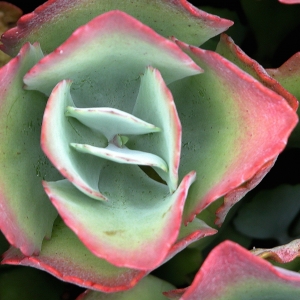 Succulent