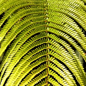 Fern