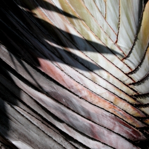 Palm