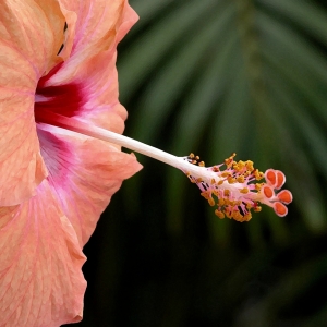 Hibiscus