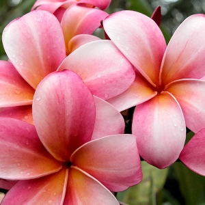 Plumeria