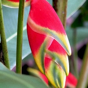 Heliconia
