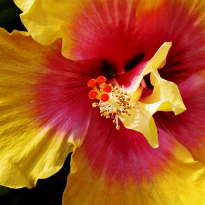 Hibiscus