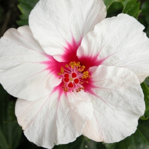 Hibiscus