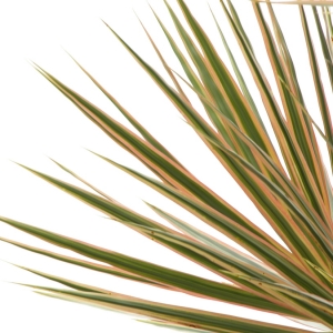 Foliage
