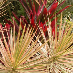 Foliage