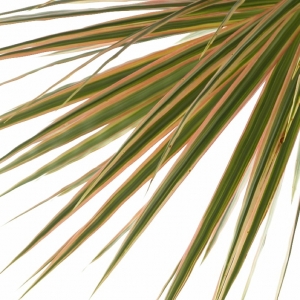 Foliage