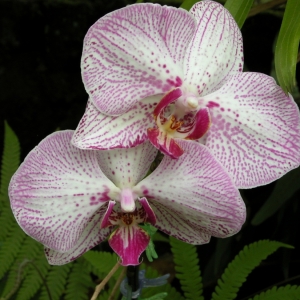 Orchid