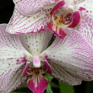 Orchid