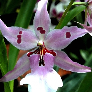 Orchid