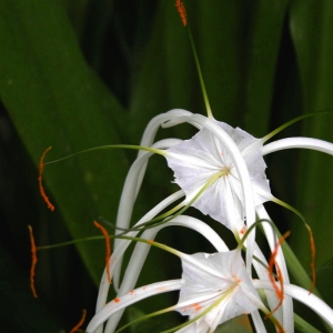 Spider Lily